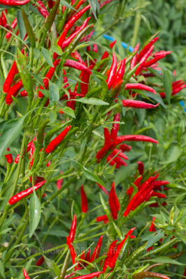 01-4494jpg_27406838660_o