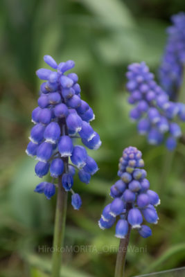 04-6484jpg_27407145660_o