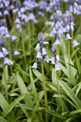 07-1159jpg_27075099973_o