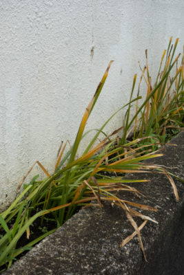 09-0160jpg_27611151151_o