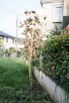 07-2932jpg_27073349124_o