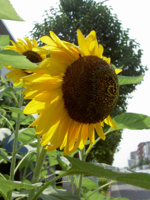 06-7647-1jpg_27685726365_o