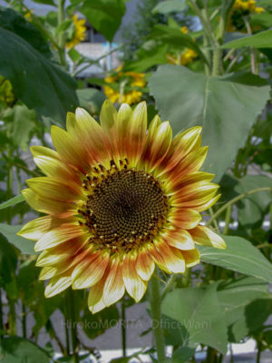 03-7649-1jpg_27585104042_o