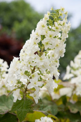 02-7493-1jpg_27629703121_o