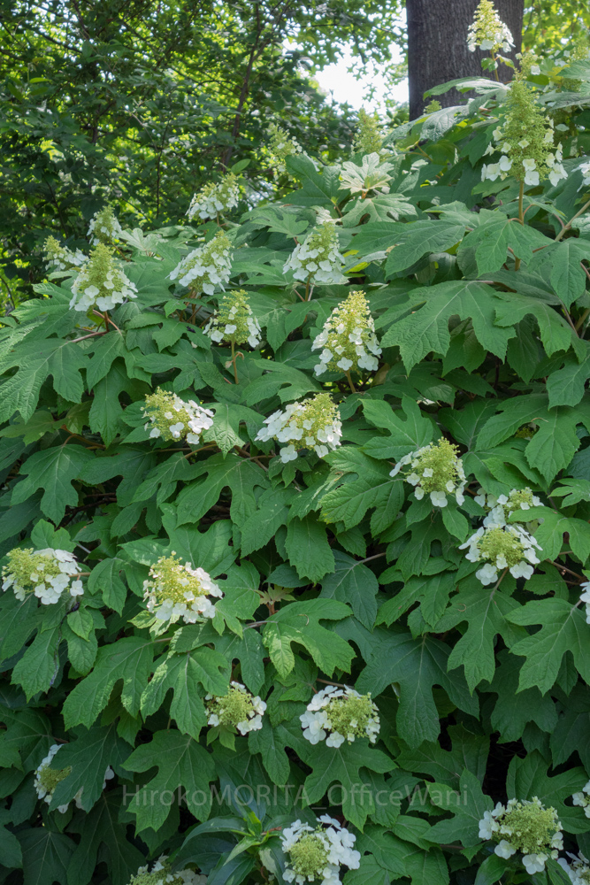 03-2794jpg_27629707551_o