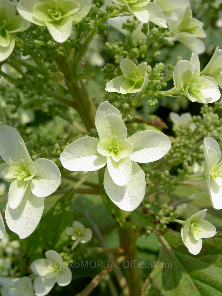 04-2492-1jpg_27704560245_o