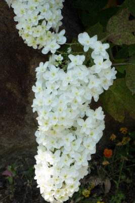 05-9435jpg_27670237646_o