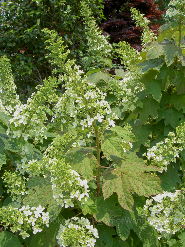 06-2491-1jpg_27426231680_o