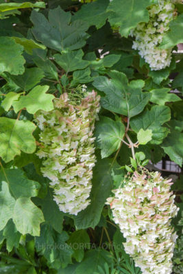 07-7292jpg_27092058234_o