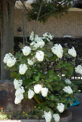 08-9432jpg_27426215920_o