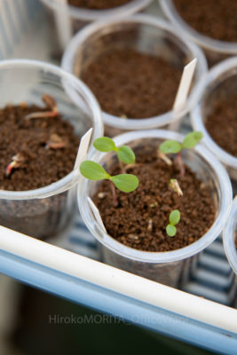 04-0904jpg_27426564900_o