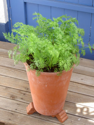 02-3111jpg_27704954975_o