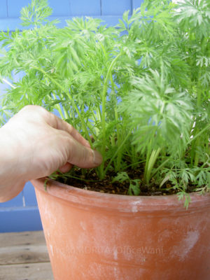 03-3124jpg_27604450392_o