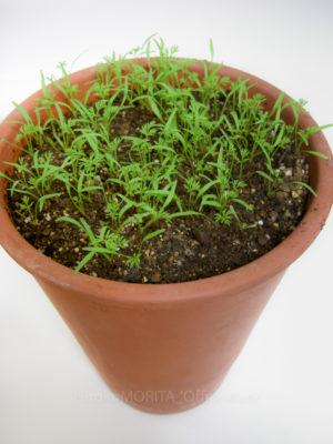 05-2590_1-1jpg_27094474943_o