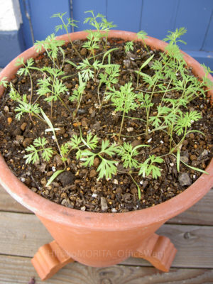 06-2646-1jpg_27704957455_o