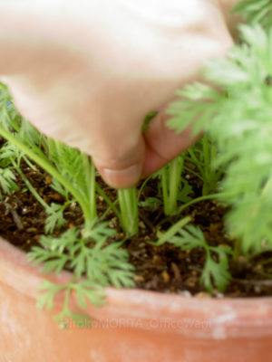 07-3127jpg_27670629366_o