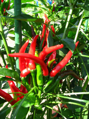 03-9846jpg_27072976954_o