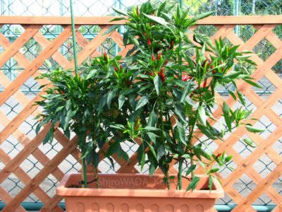 04-9847jpg_27650465436_o