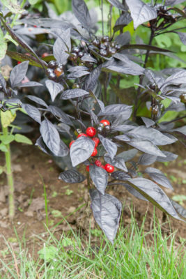 06-0484jpg_27406840870_o