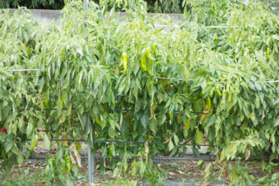 07-2935jpg_27685274755_o