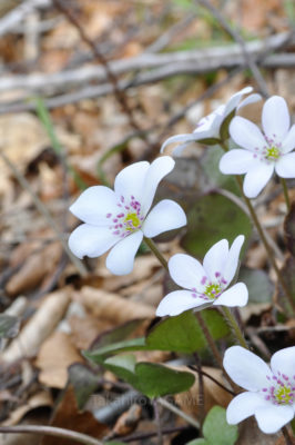 gs160703-jpg_28177791772_o