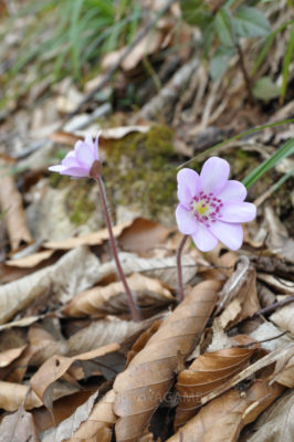 gs160704-jpg_28203363311_o