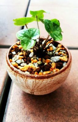 1434925525574_1434925525015_thum_sample