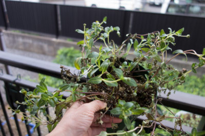 gs1660702-2024jpg_27958383030_o