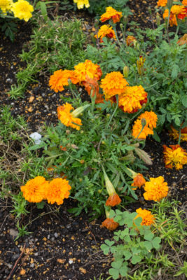 gs1660704-1376jpg_28238998075_o