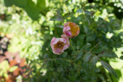 gs1660705-9257jpg_28239093415_o