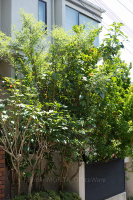 _dsc9381jpg_27523346636_o