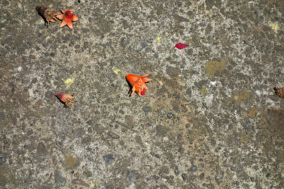 _dsc9395jpg_27281547740_o