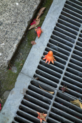 _dsc9397jpg_27524103836_o