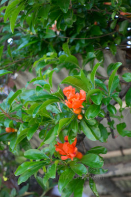 _dsc9431jpg_26949045163_o