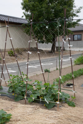 見た目がよくて手間いらず コンテナでキュウリやミニトマトを育てるには オベリスクがおすすめ Greensnap グリーンスナップ