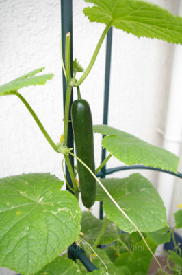 gs1660713-1822jpg_28281697555_o