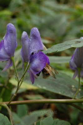 gs1660702-6-1jpg_28301867135_o