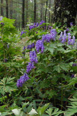 gs1660702jpg_28020213160_o