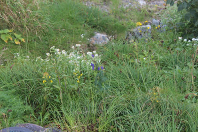 gs1660703-3353jpg_28301907285_o