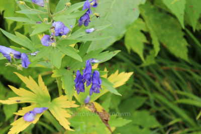 gs1660704-3437jpg_28020288540_o