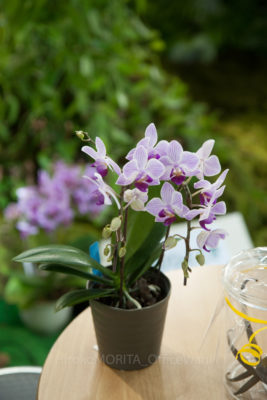 gs1660702-4556jpg_28319729435_o