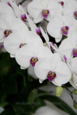 gs1660704-2922jpg_28037928480_o