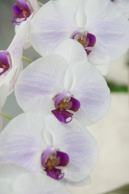 gs1660704-4453jpg_28285578496_o