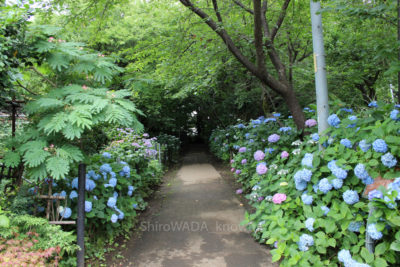 gs16073-08-5759-2jpg_28295958040_o