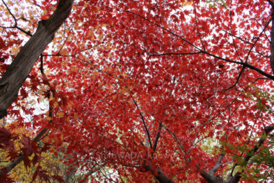 gs16074-04-9506jpg_27963069384_o