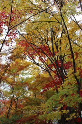 gs16074-05-9521jpg_27965654603_o