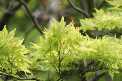 gs16074-06-172jpg_28580469935_o