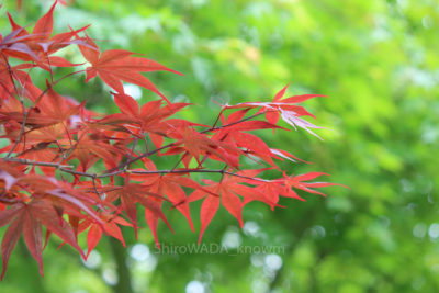 gs16074-07-180jpg_27963083654_o