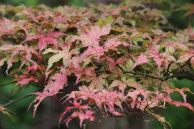 gs16074-08-163jpg_27963087634_o