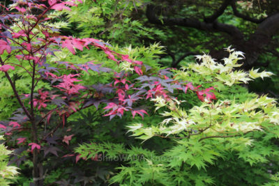 gs16074-09-5791jpg_28547466596_o